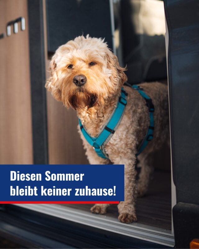 Abenteuer auf vier Pfoten! ð¶☀️

Ab sofort könnt ihr bei uns ein Wohnmobil mieten, in dem auch eure Hunde herzlich willkommen sind.

Ob Strand, Berge oder Wald – diesen Sommer entdeckt ihr gemeinsam neue Lieblingsplätze. ðð¾

#reisemobile #woltersreisemobile #vanlife #wohnmobilurlaub #auszeitgenießen #wohnmobilmieten #roadtripfeeling #freiheitaufvierraedern #nextleveltogether